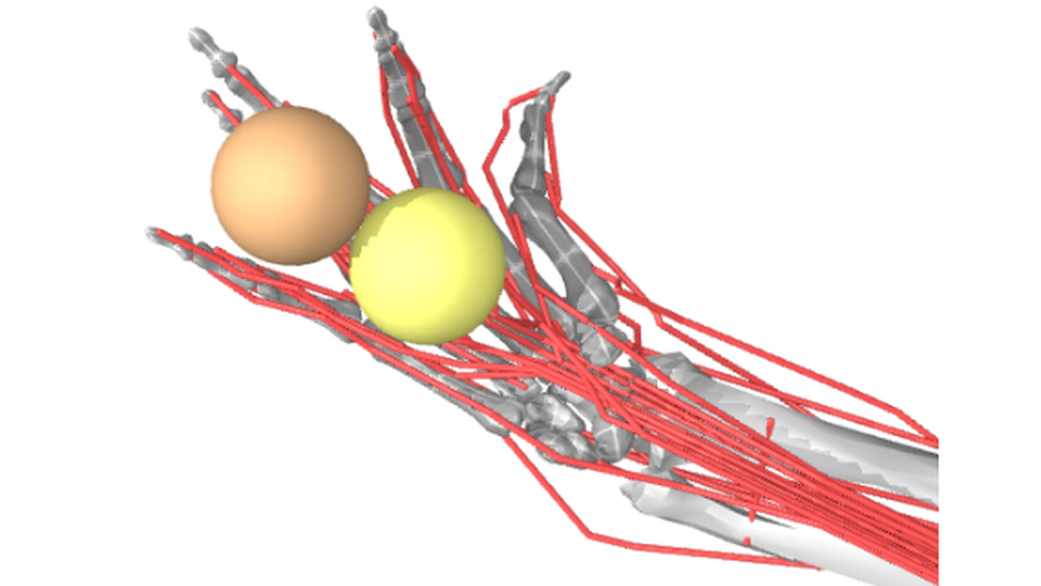 Acquiring musculoskeletal skills with curriculum-based reinforcement learning